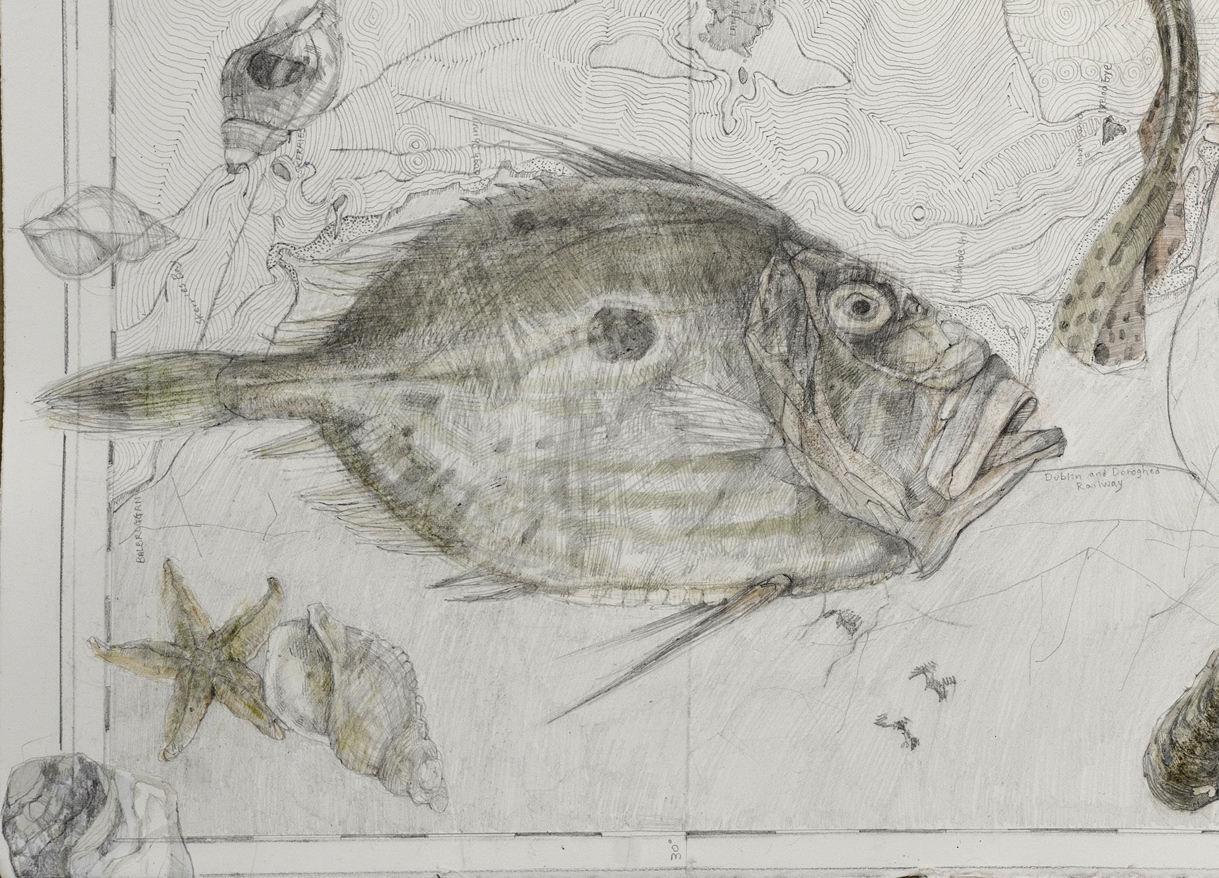 John Dory - Sahoko Kasuga Blake